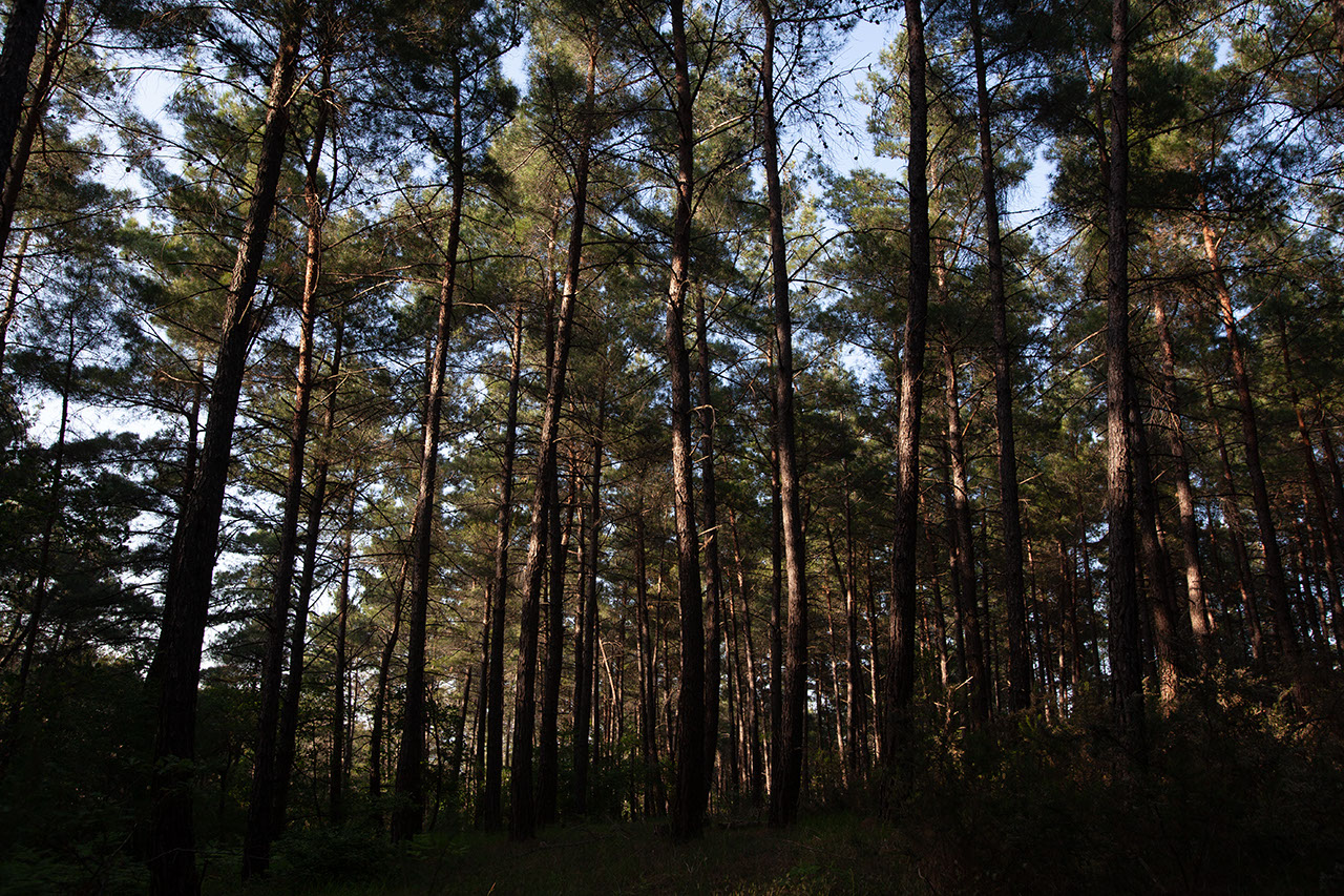 Δάση Δαδιάς – Λευκίμμης - Αισύμης