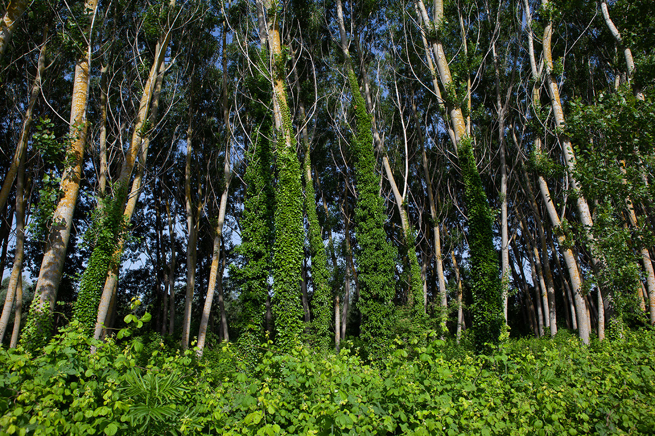 Παραποτάμιο Δάσος Δέλτα Νέστου (Κοντζά Ορμάν)