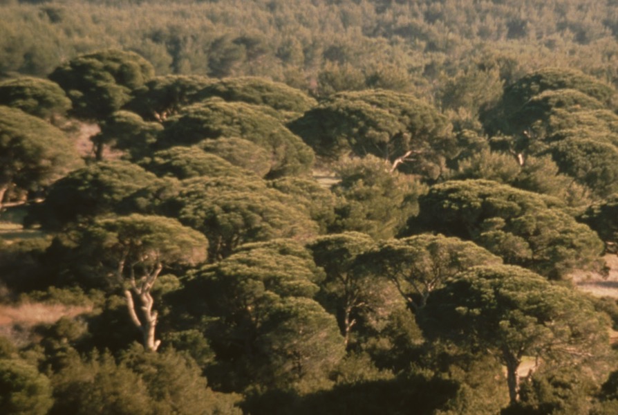 Δάσος Κουκουναριές Σκιάθου